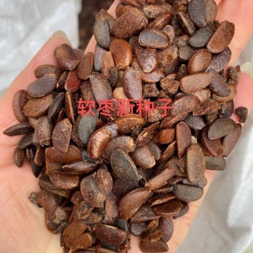 新采软枣种子君迁子种子黑柿子种籽嫁接柿子树核桃树砧木子野