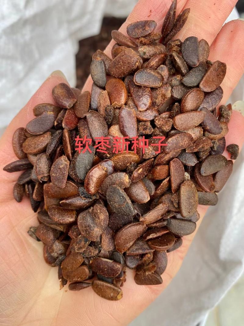 新采软枣种子君迁子种子黑柿子种籽嫁接柿子树核桃树砧木子野