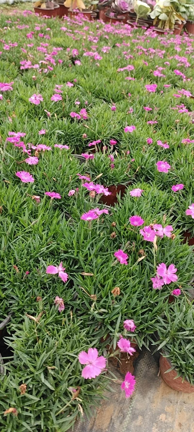 欧石竹