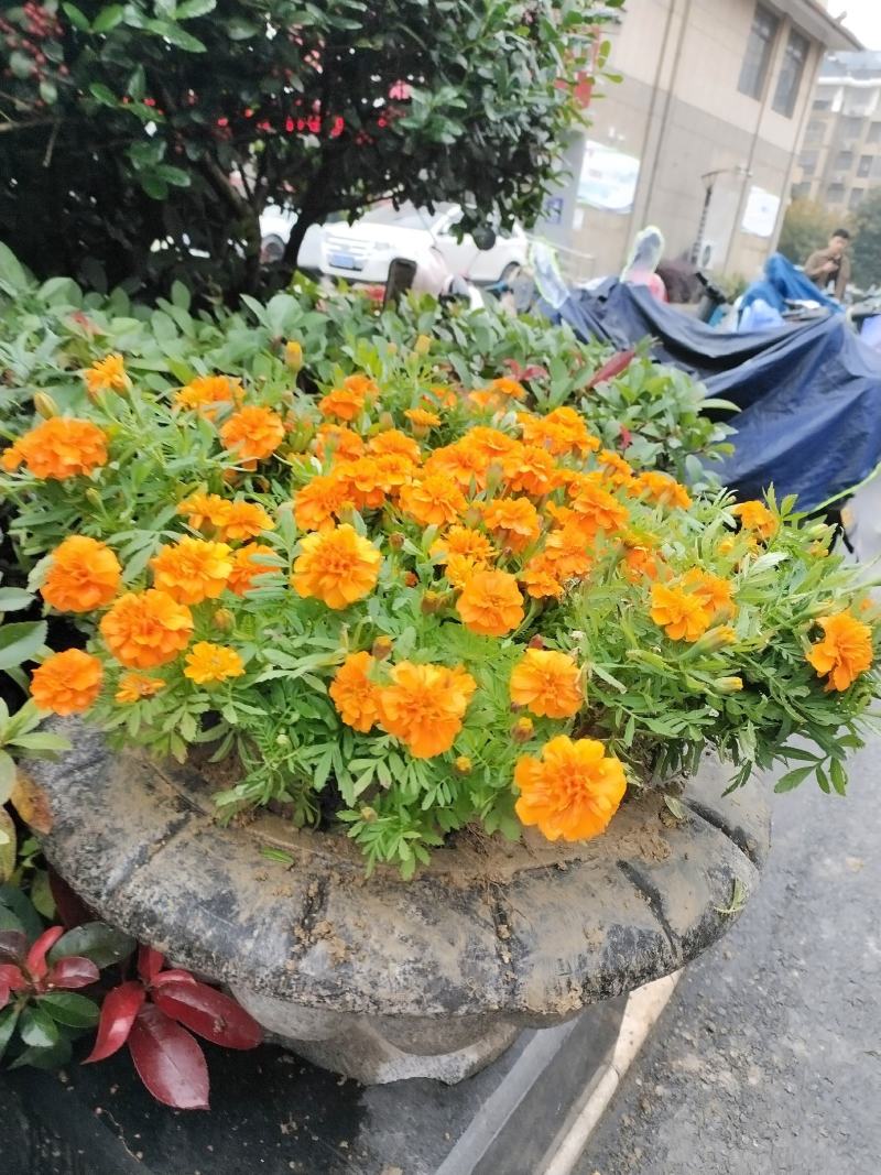 孔雀草