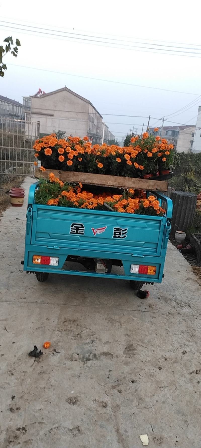 孔雀草
