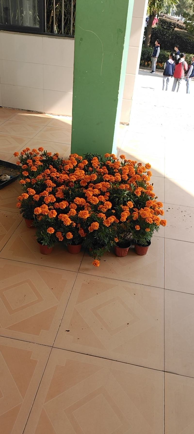 孔雀草
