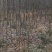 木瓜树，木瓜海棠树4一12公分木瓜树，产地