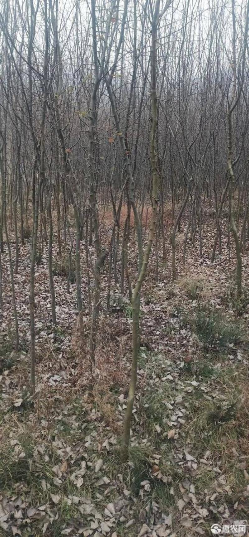 木瓜树，木瓜海棠树4一12公分木瓜树，产地