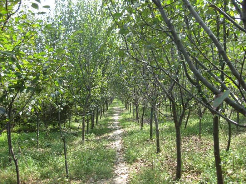 木瓜树，木瓜海棠树4一12公分木瓜树，产地