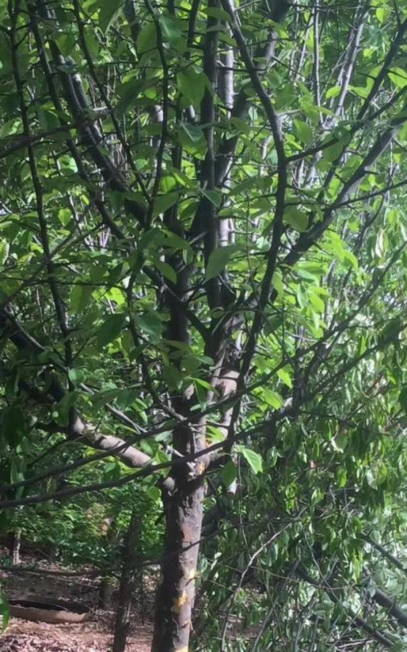 木瓜树，木瓜海棠树4一12公分木瓜树，产地