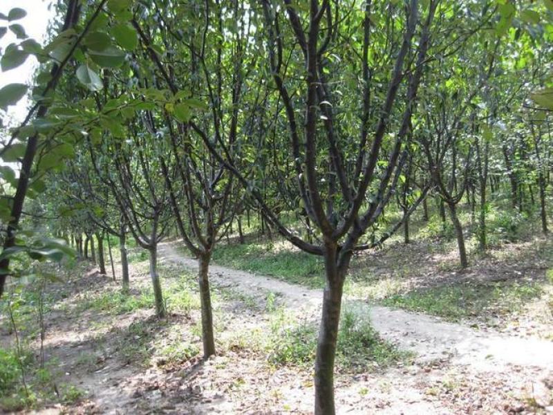 木瓜树，木瓜海棠树4一12公分木瓜树，产地