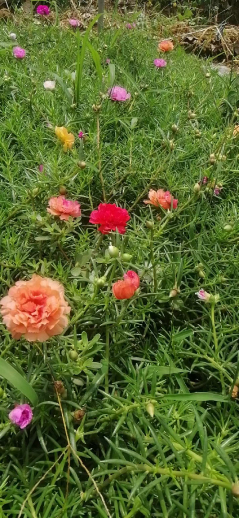 重瓣太阳花