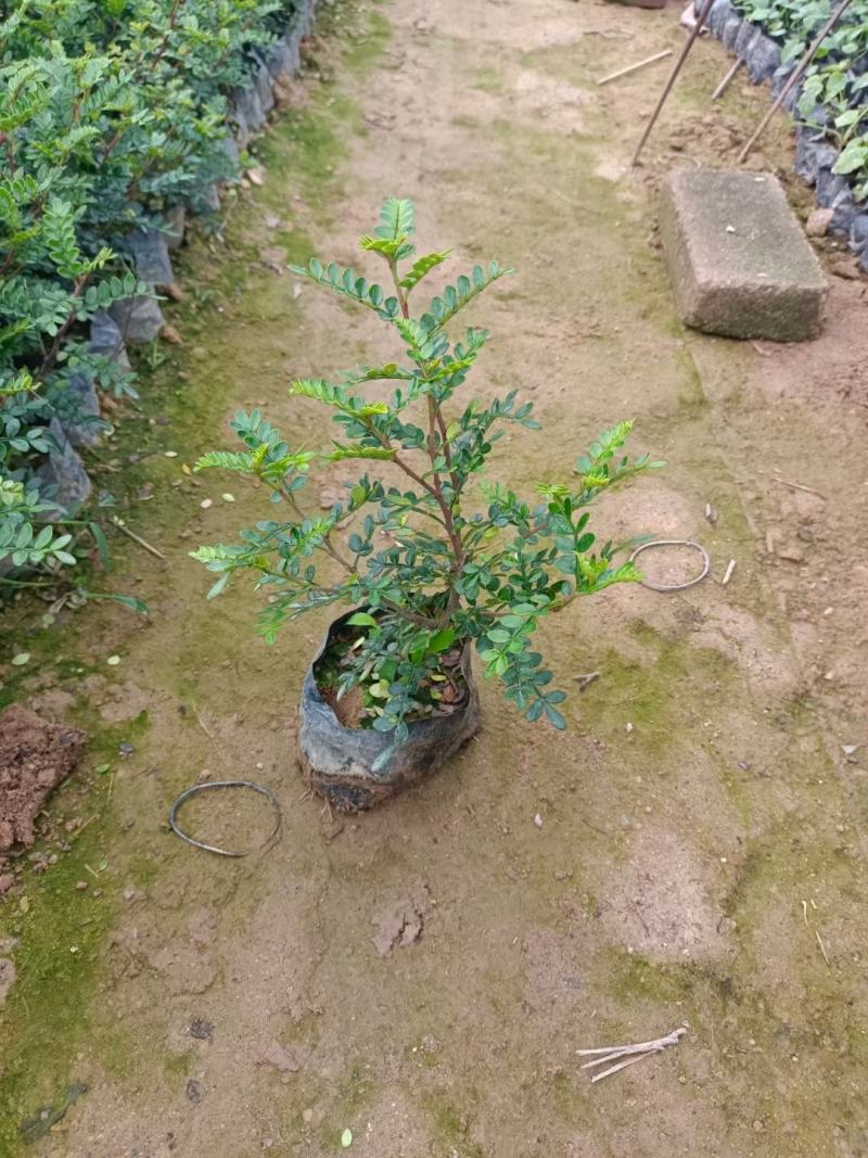 胡椒木