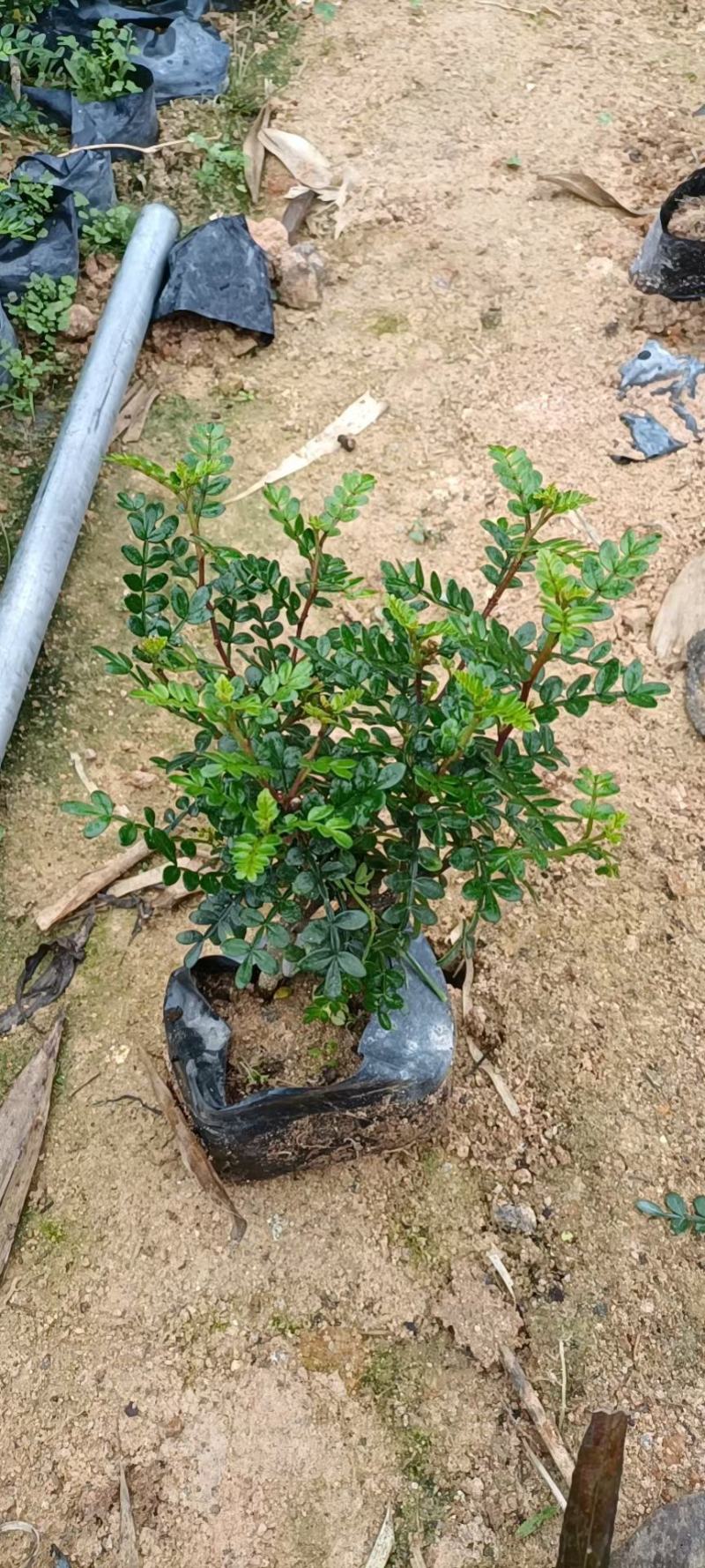 胡椒木