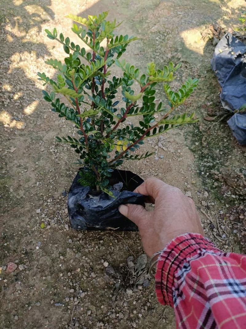 胡椒木