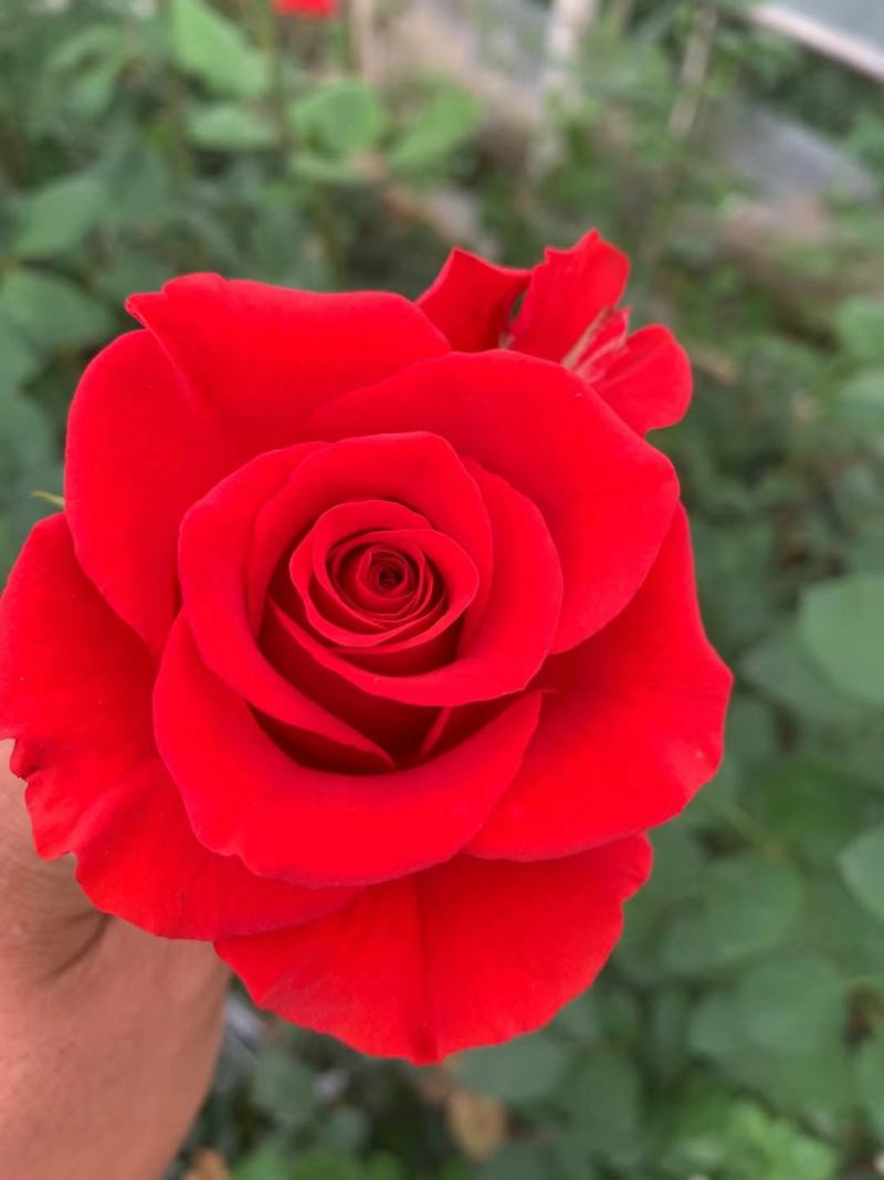 玫瑰小苗价格优惠质量保证，本基地常年出售各种玫瑰花小苗