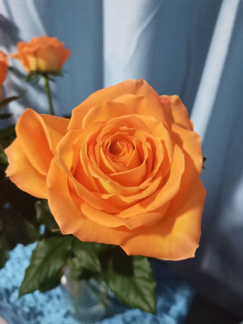 玫瑰小苗价格优惠质量保证，本基地常年出售各种玫瑰花小苗