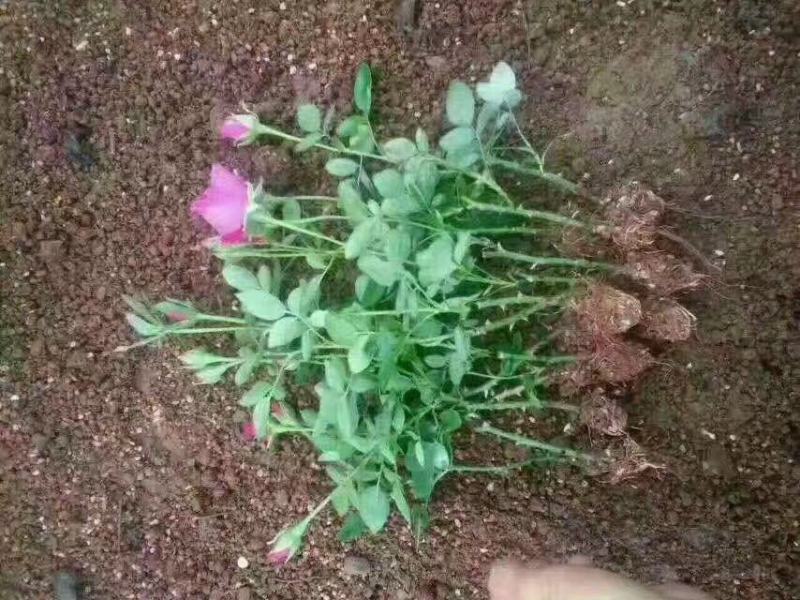 玫瑰小苗价格优惠质量保证，本基地常年出售各种玫瑰花小苗