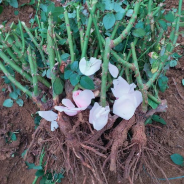 玫瑰小苗价格优惠质量保证，本基地常年出售各种玫瑰花小苗