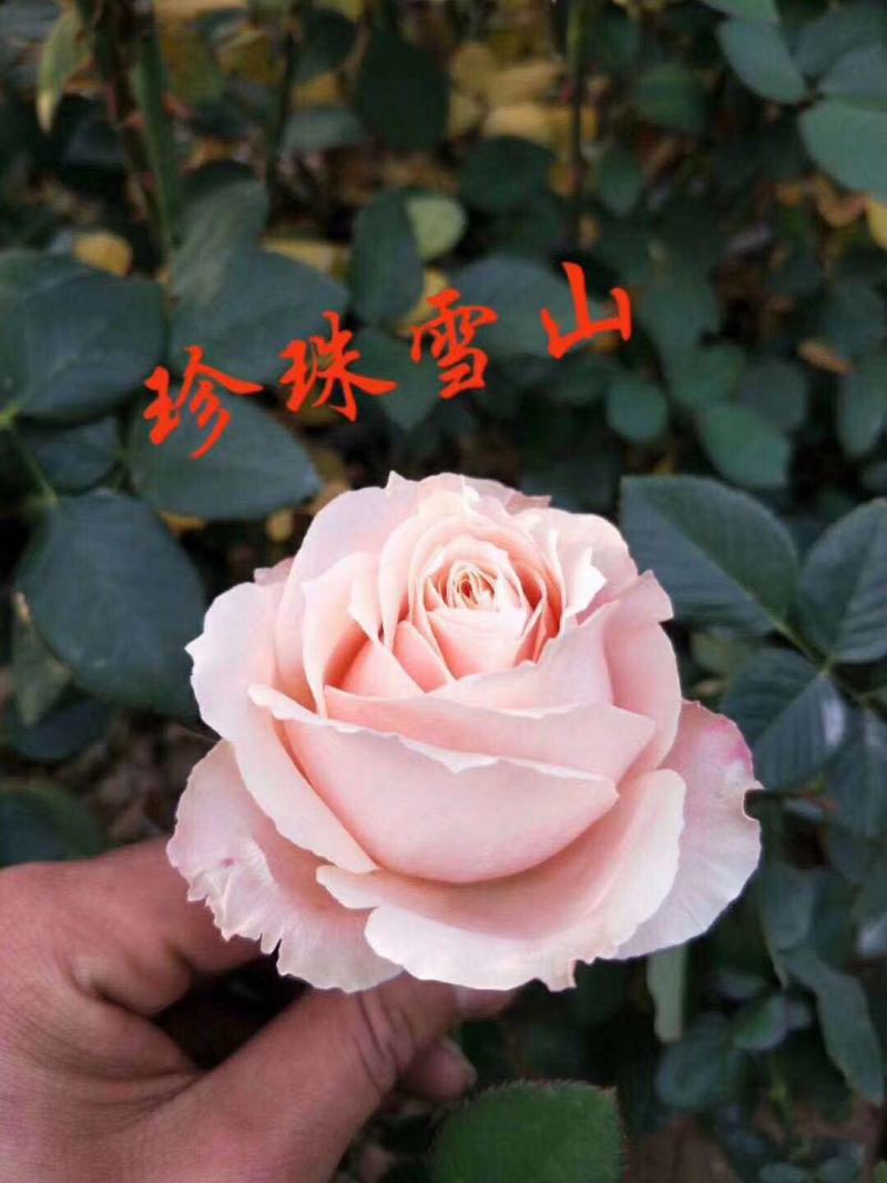 玫瑰小苗价格优惠质量保证，本基地常年出售各种玫瑰花小苗
