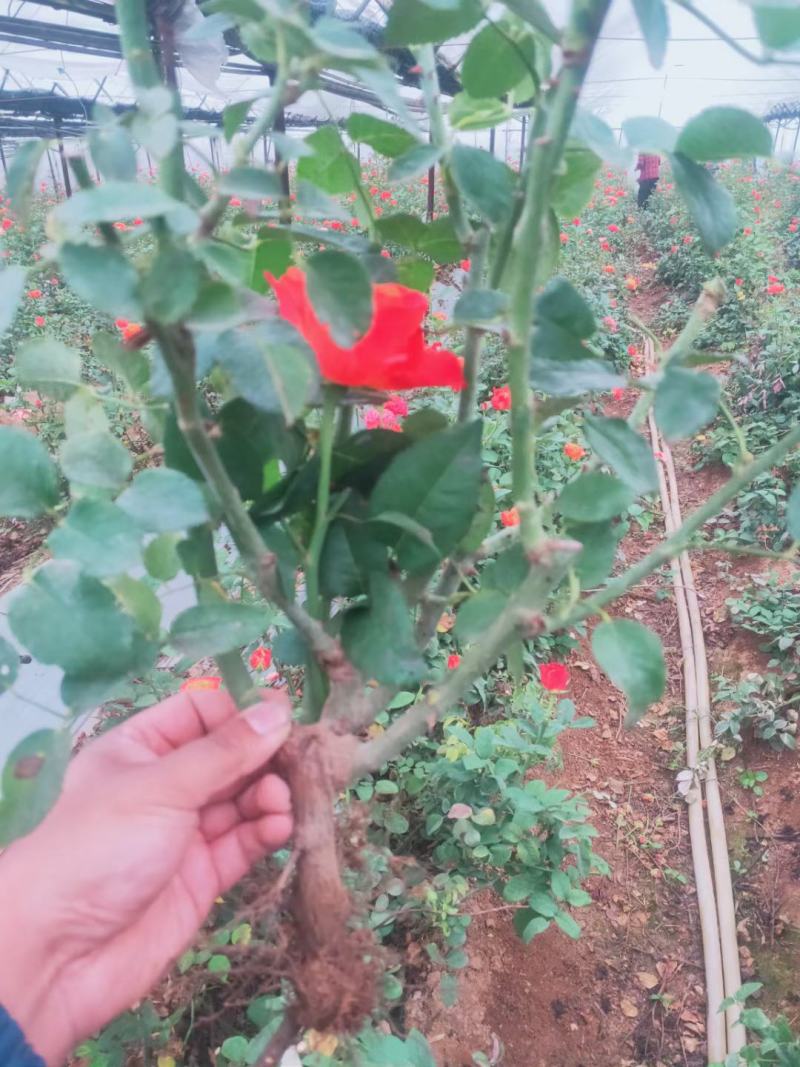 玫瑰小苗价格优惠质量保证，本基地常年出售各种玫瑰花小苗