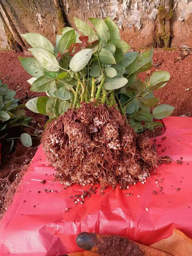 玫瑰小苗价格优惠质量保证，本基地常年出售各种玫瑰花小苗