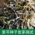 2022纯新黄芩种子发芽率高种植简单免费指导上门收购成品