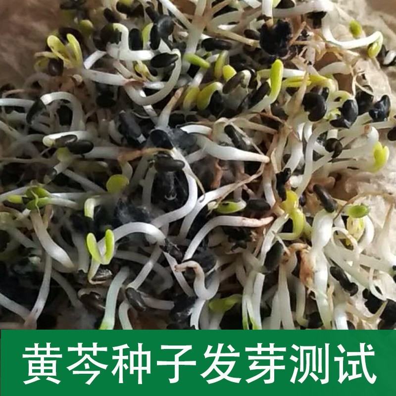 2022纯新黄芩种子发芽率高种植简单免费指导上门收购成品