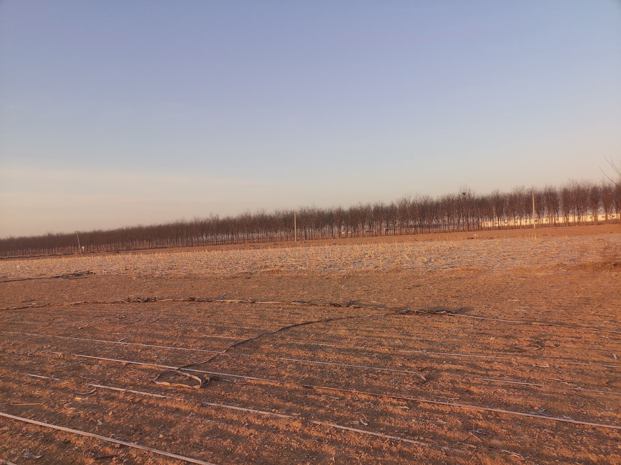 智能化管理的国槐苗圃