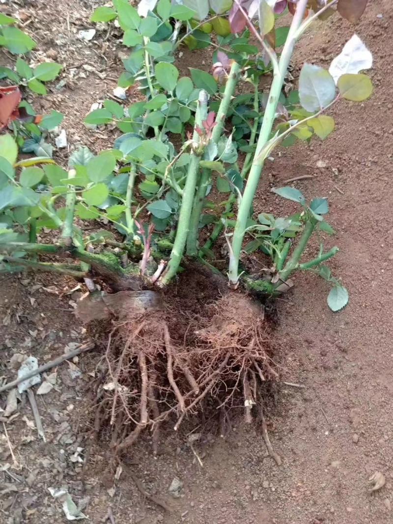 食用玫瑰苗价格优惠质量保证，本基地常年出售各