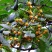 新采软枣种子君迁子种子黑柿子种籽嫁接柿子树核桃树砧木子野