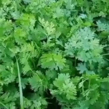 小叶香菜，铁杆月上市了，铁杆青香菜，脆，嫩，无公害香菜