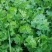 小叶香菜，铁杆月上市了，铁杆青香菜，脆，嫩，无公害香菜