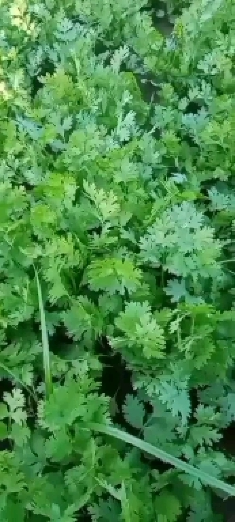 小叶香菜，铁杆月上市了，铁杆青香菜，脆，嫩，无公害香菜