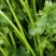 小叶香菜，铁杆月上市了，铁杆青香菜，脆，嫩，无公害香菜
