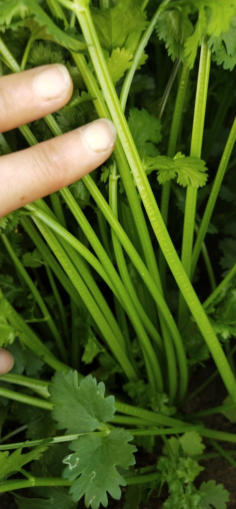 小叶香菜，铁杆月上市了，铁杆青香菜，脆，嫩，无公害香菜