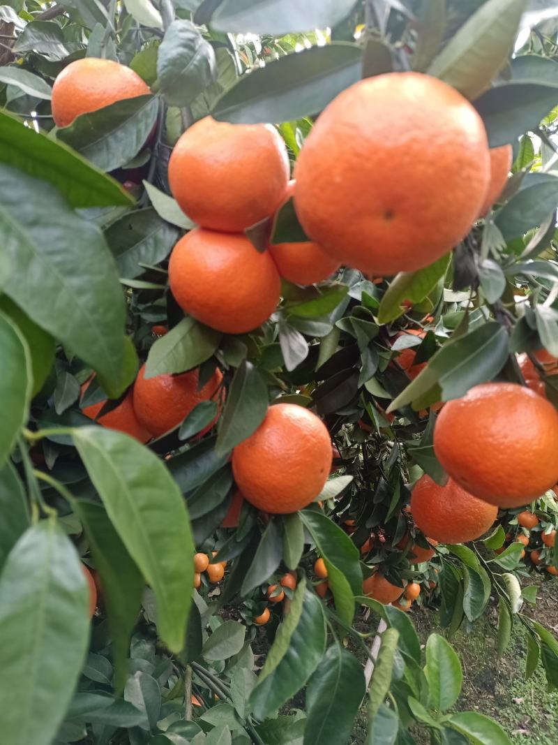 广西沃柑产地直销颜色红，价格便宜，有需要的老板联系我