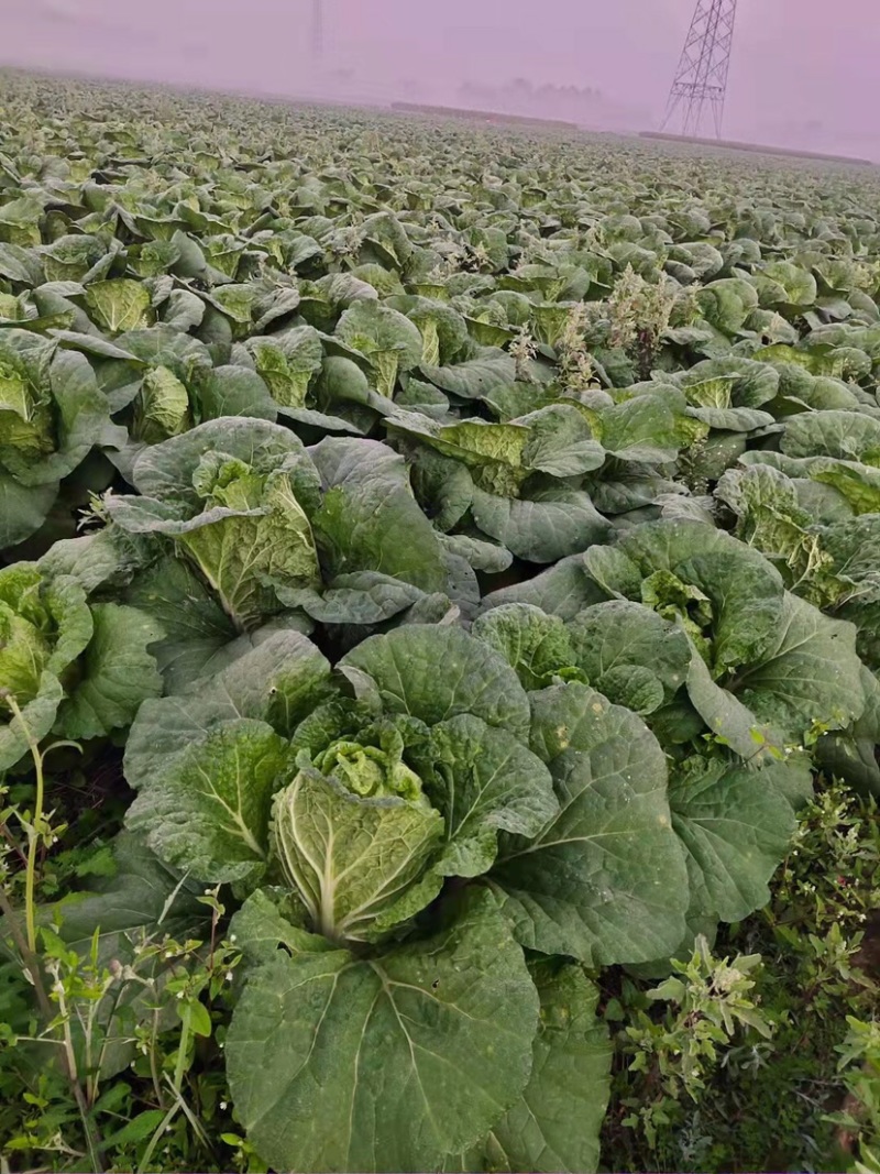 广西横县黄心白菜大量上市，优质精品，青绿欢迎来电