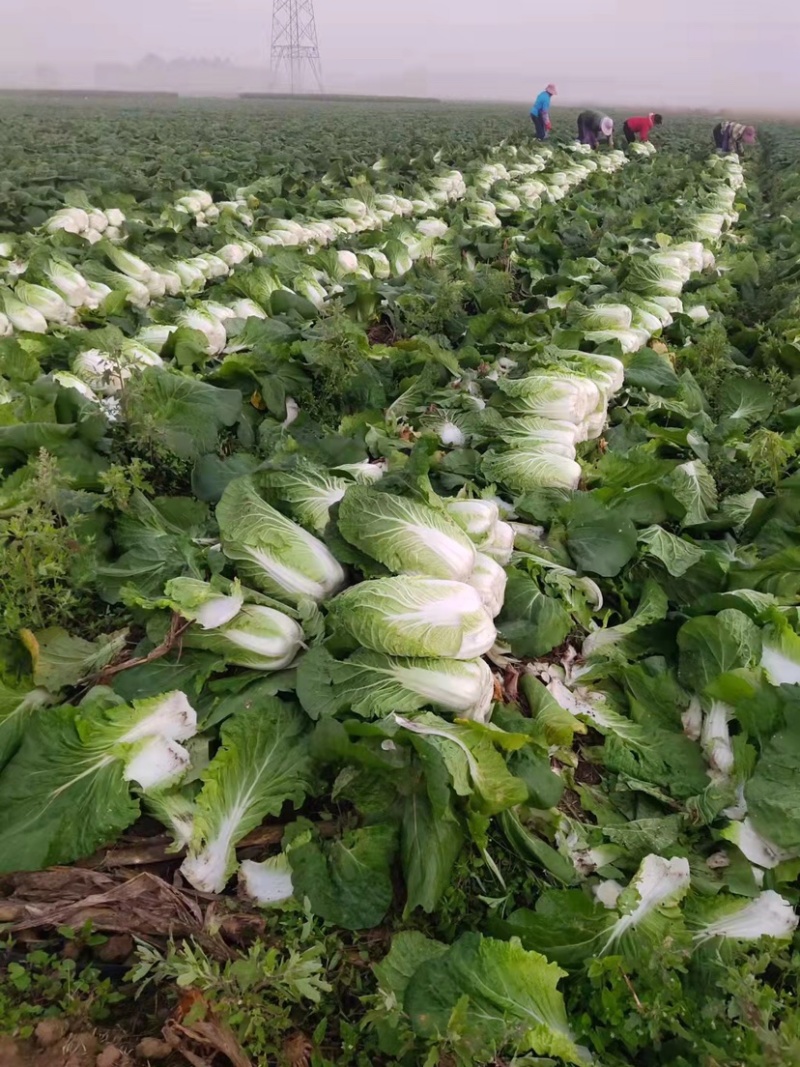 广西横县黄心白菜大量上市，优质精品，青绿欢迎来电