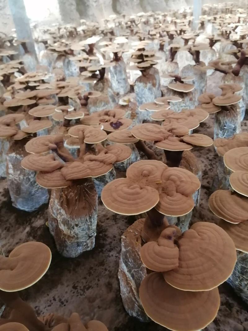 活体袖珍赤灵芝花欢迎选购。