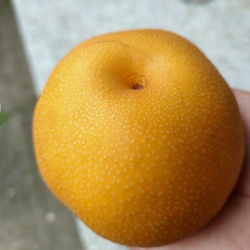 大果型超月梨,冰糖梨,杂交品种,,核小无渣,顺丰包邮。