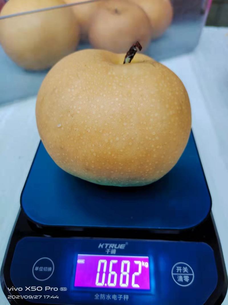 大果型超月梨，冰糖梨，杂交品种，，核小无渣，顺丰包邮。