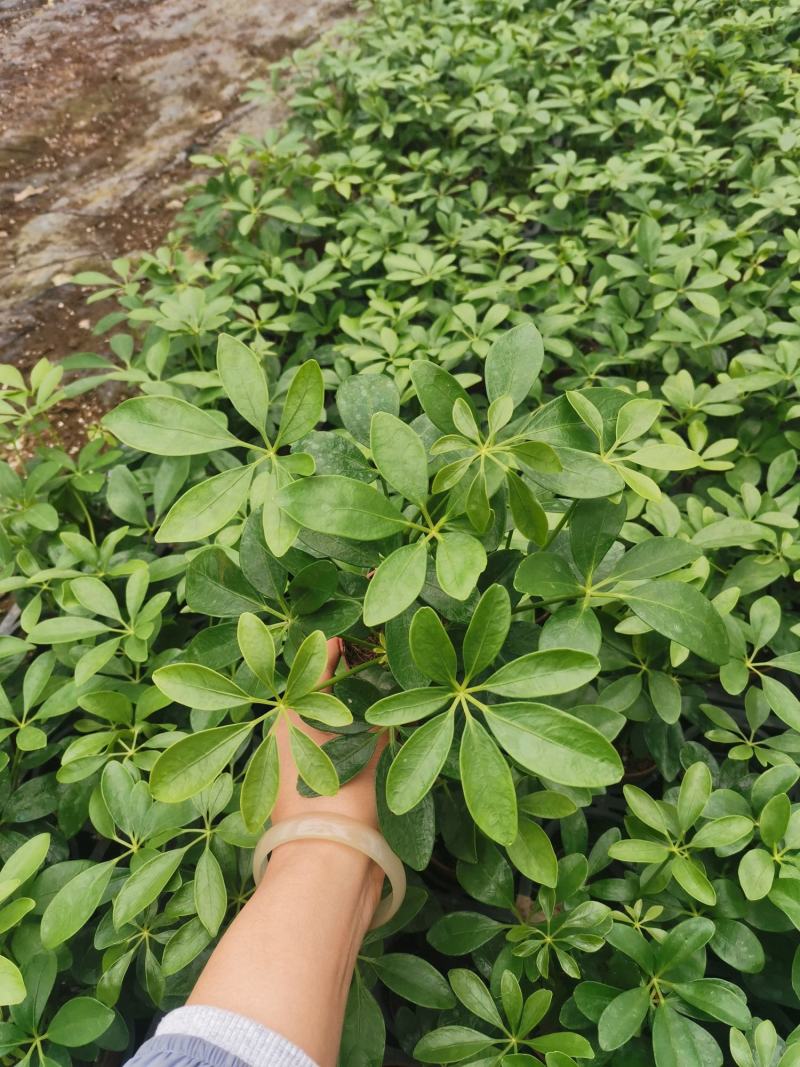 鹅掌柴鸭脚木，鸭脚木盘苗，盆栽，基地直发品质保证