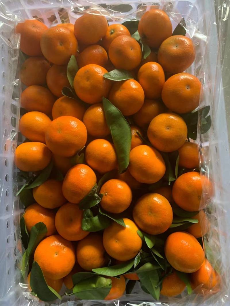 默科特，沃柑，产地直供，基地管理，品质保证，价格优惠