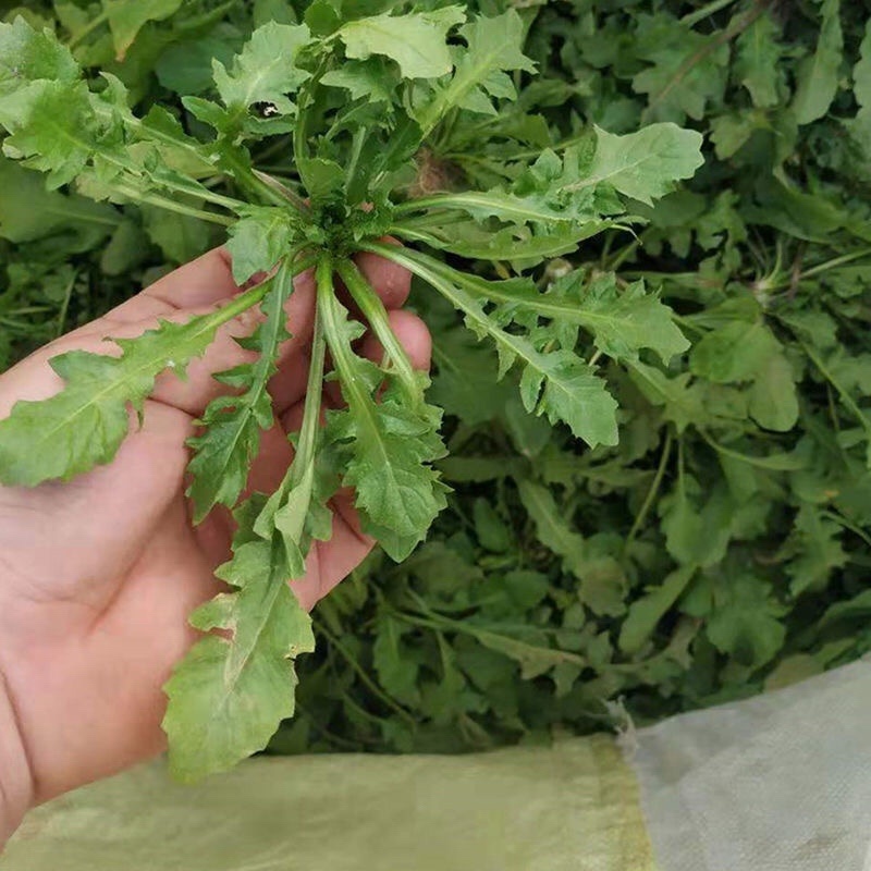 2025年秋季新鲜荠菜！野生荠菜！货量充足！量大价优！