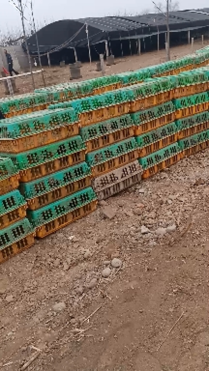 大三花鹅