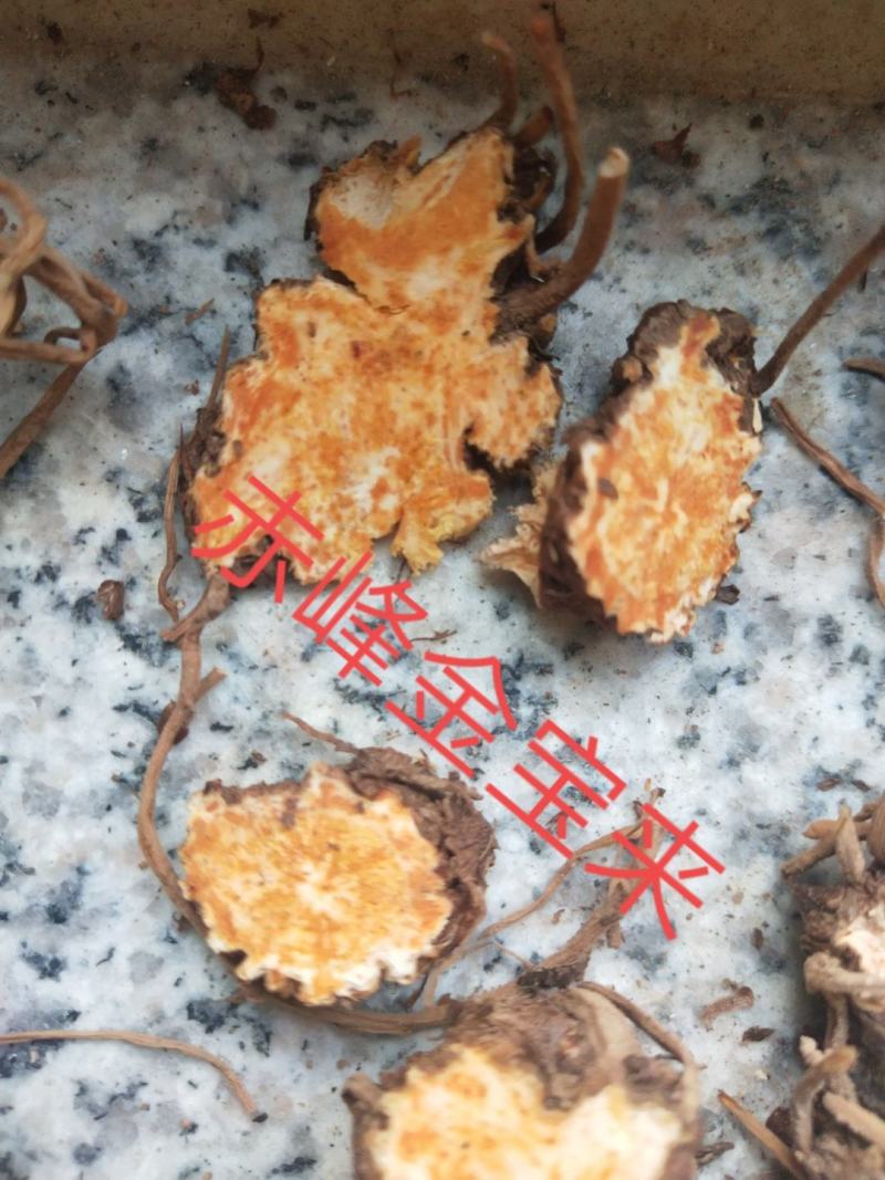 朱砂点苍术种苗
