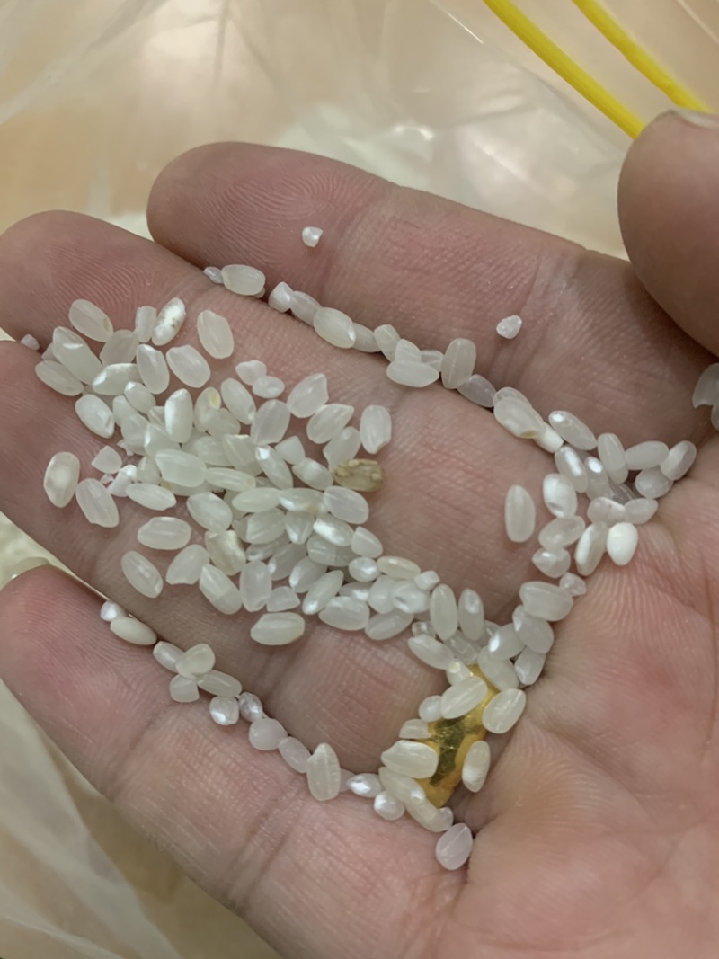 酒米酒米色选米腹白米厂家直供欢迎咨询洽谈