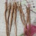 赤芍种苗（赤峰金宝来合作社）