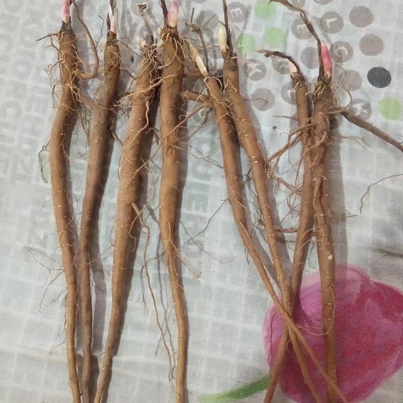 赤芍种苗（赤峰金宝来合作社）