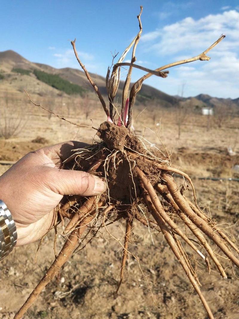 赤芍种苗（赤峰金宝来合作社）