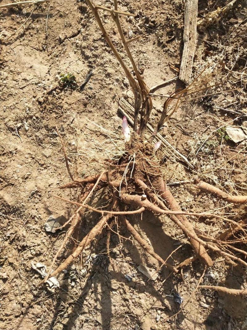 赤芍种苗（赤峰金宝来合作社）