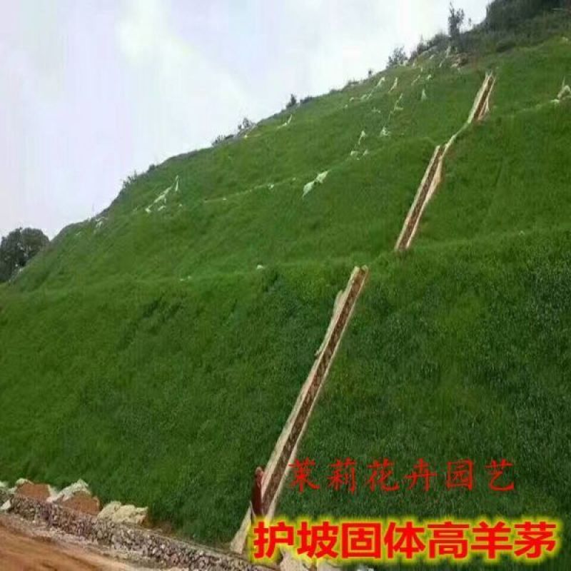 四季青长不高免修剪剪股颖草坪种子矮生草坪籽高档