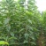 车厘子大樱桃苗樱桃树苗南北方种植嫁接培育包成活